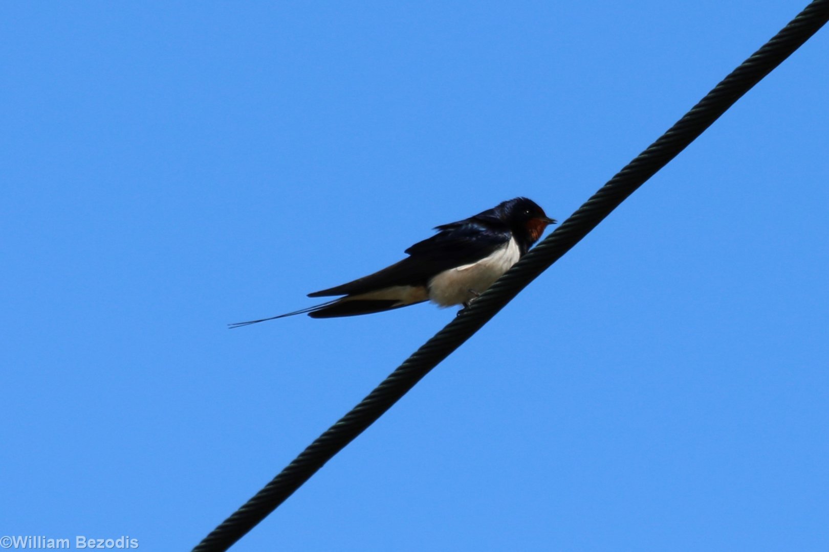 Barn Swallow - Beibrza National Park
