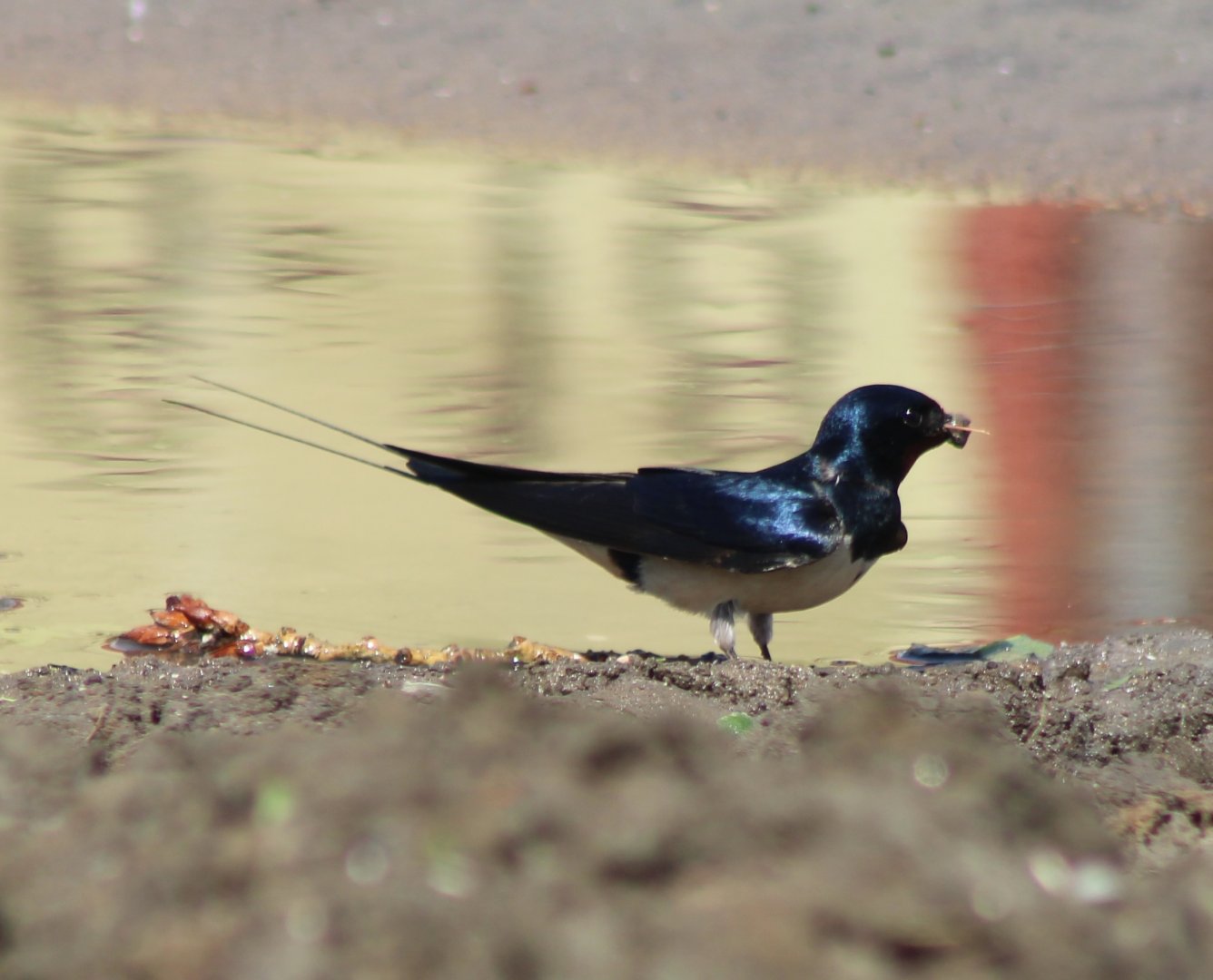Barn swallow collecting nesting-material