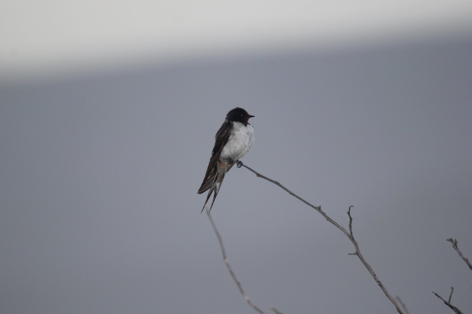 Barn Swallow (Hirundo rustica) ID?
