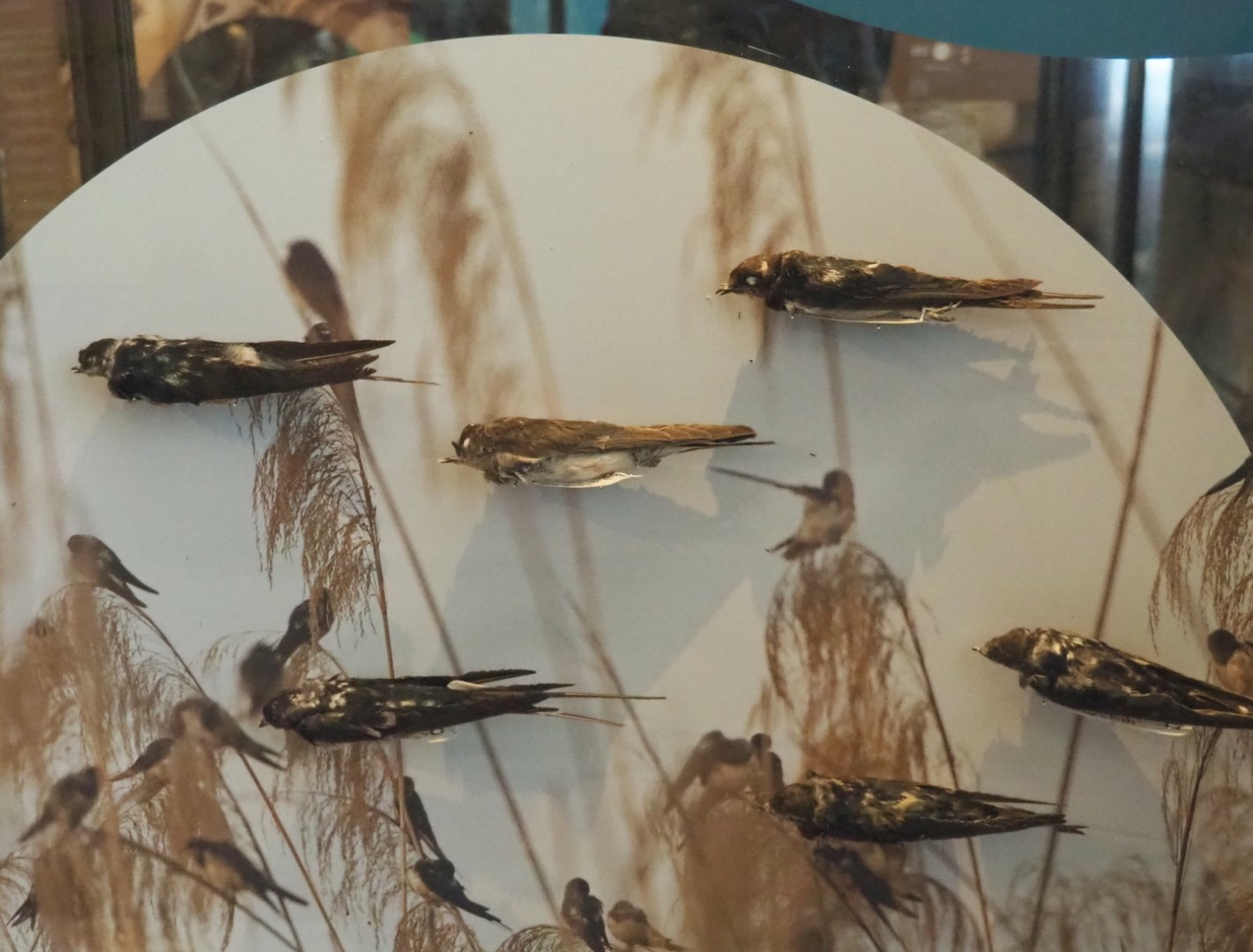 Barn swallow (Hirundo rustica) specimens, 2021-10-20