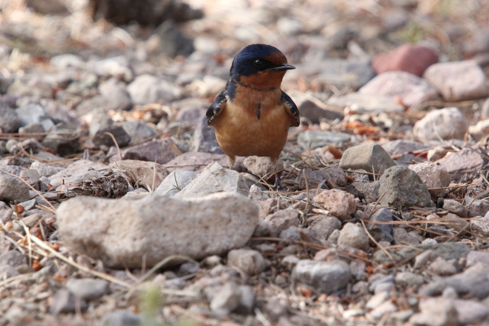 Barn Swallow (Hirundo rustica)