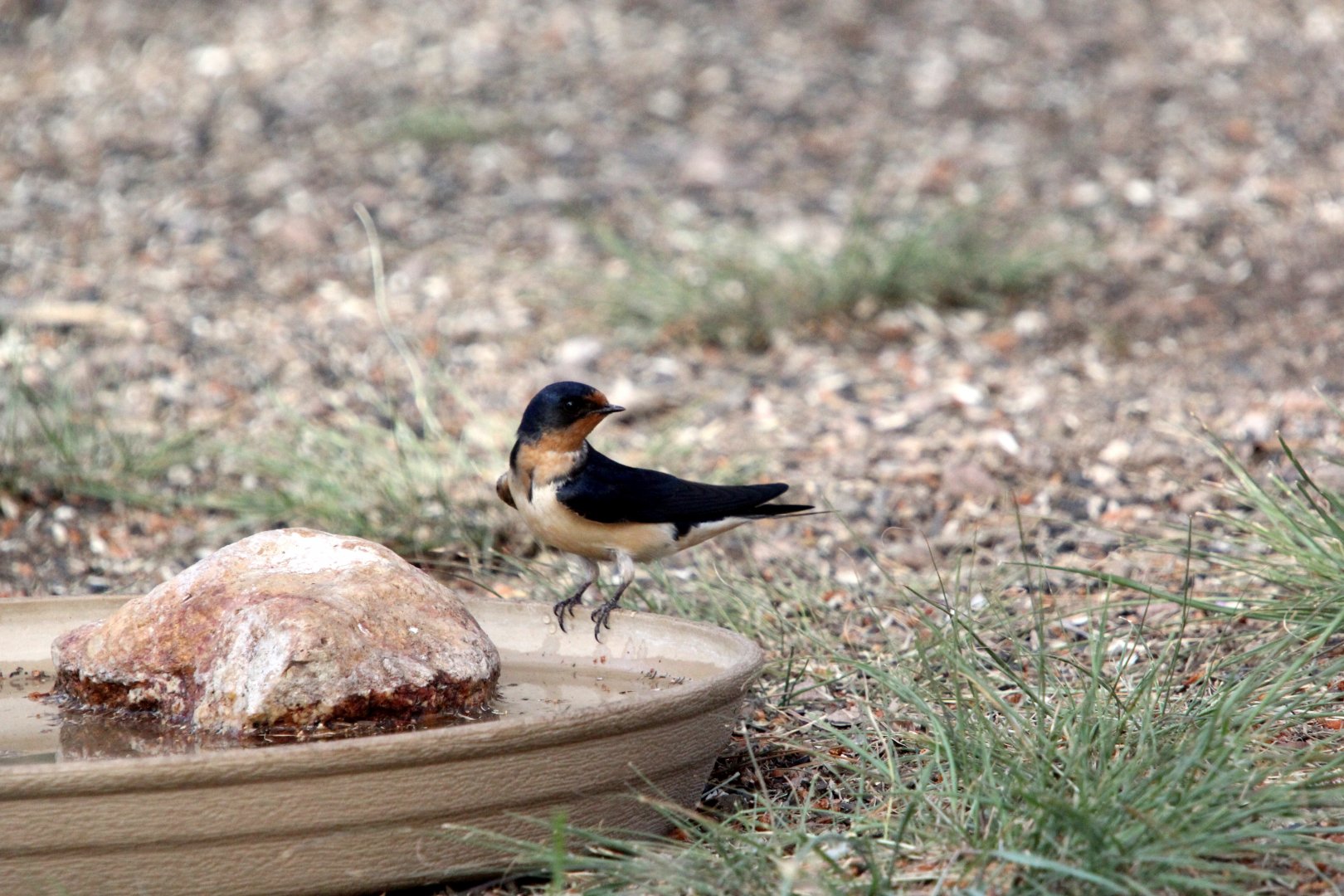 Barn Swallow (Hirundo rustica)