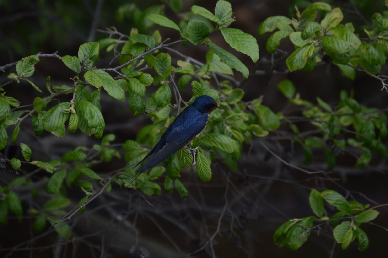 Barn Swallow (Hirundo rustica)