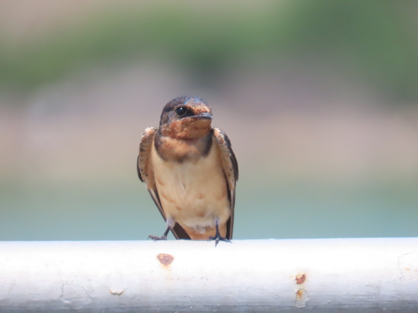 Barn Swallow (Hirundo rustica)