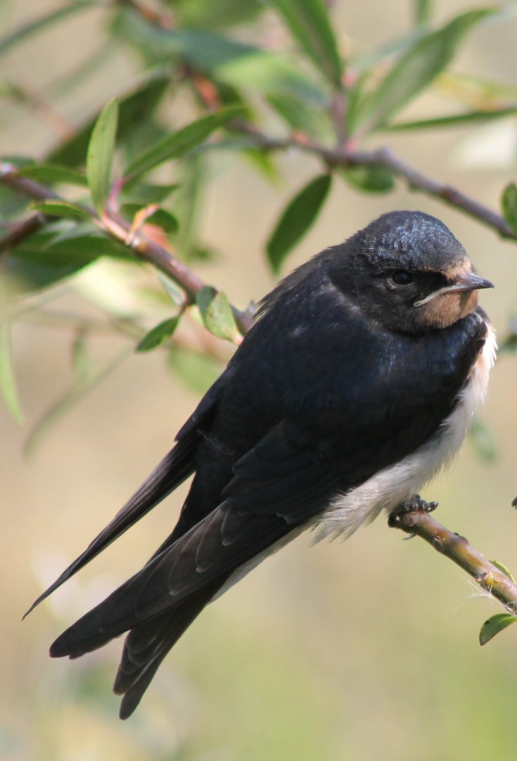 Barn swallow - juvenile