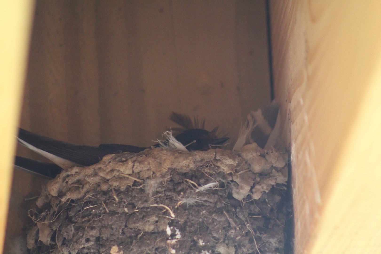 Barn Swallow Nest