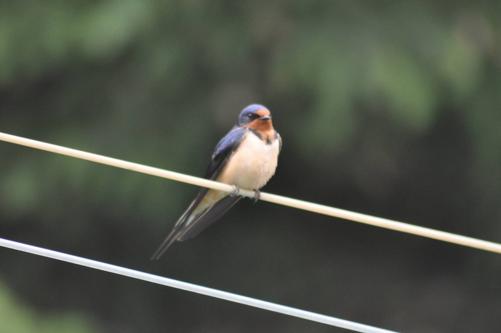 Barn Swallow - Washington