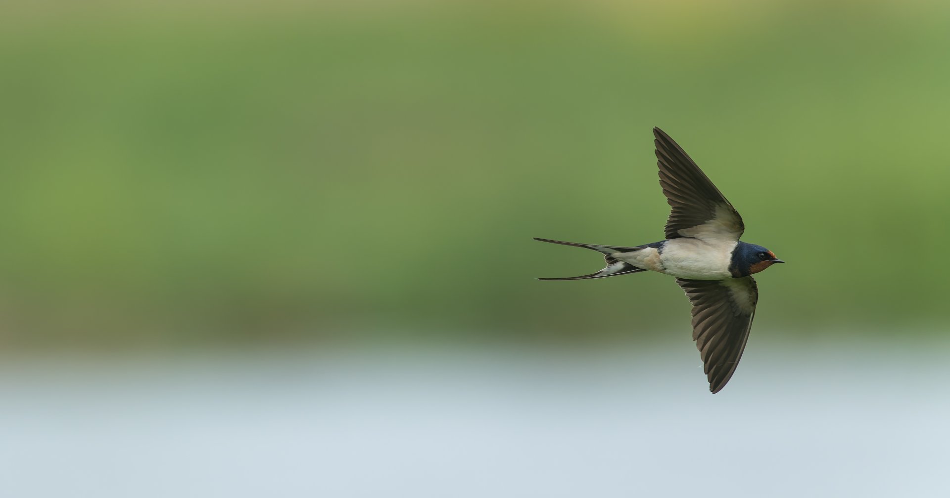 Barn Swallow (wild) UK