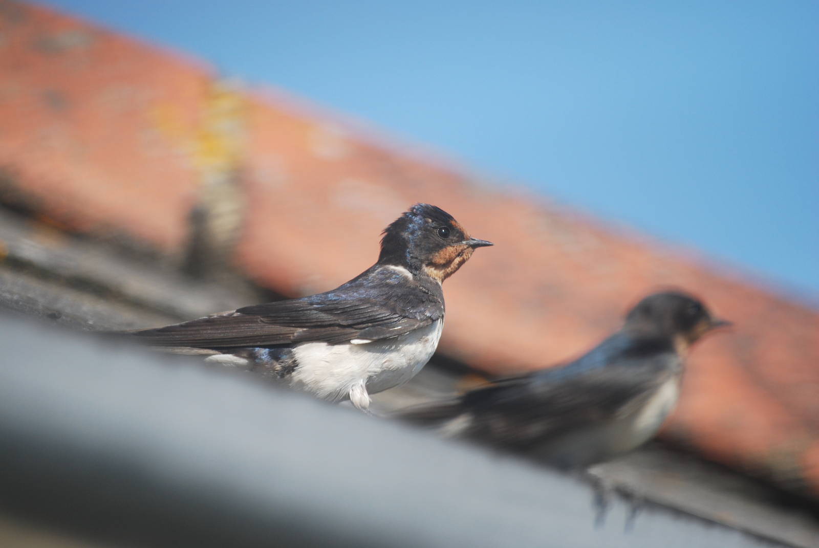 Barn swallow