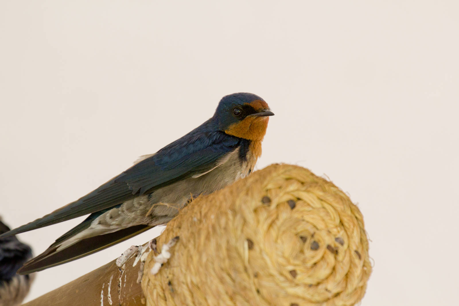 Barn Swallow