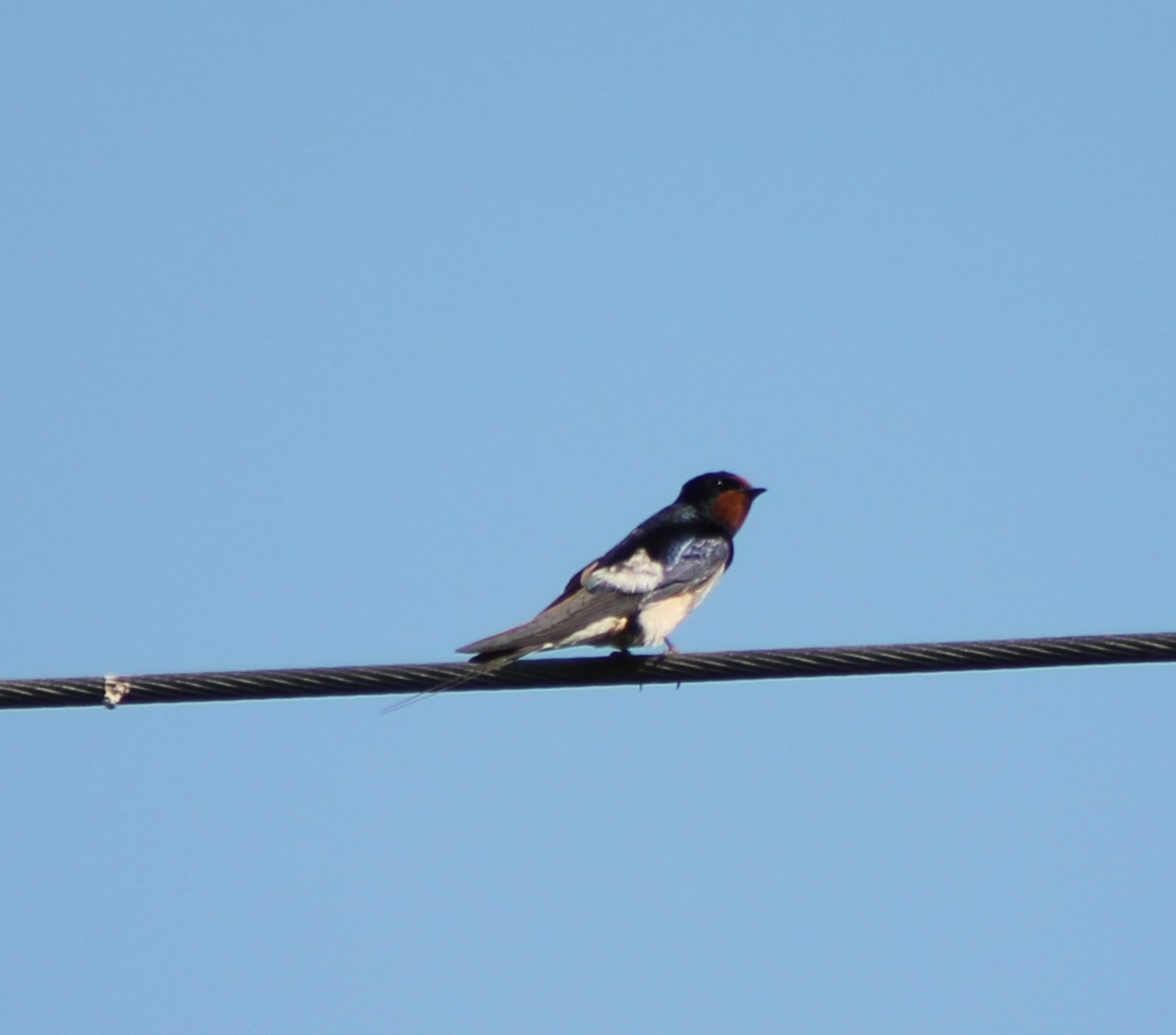 Barn swallow