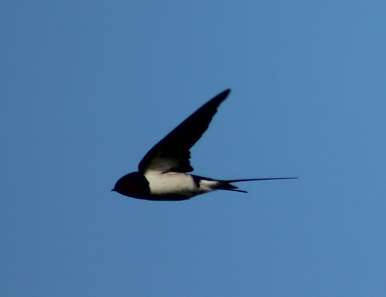 Barn swallow