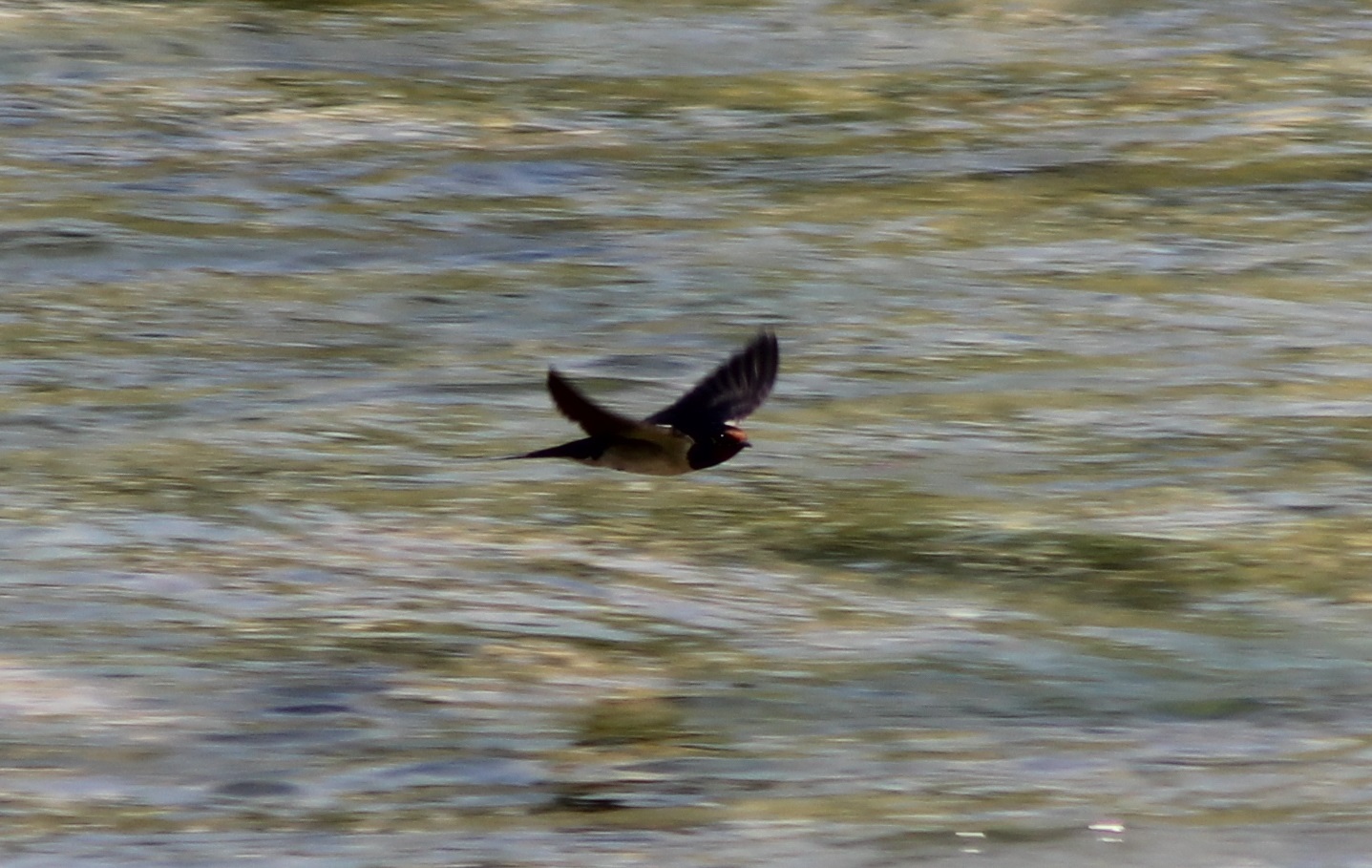 Barn swallow