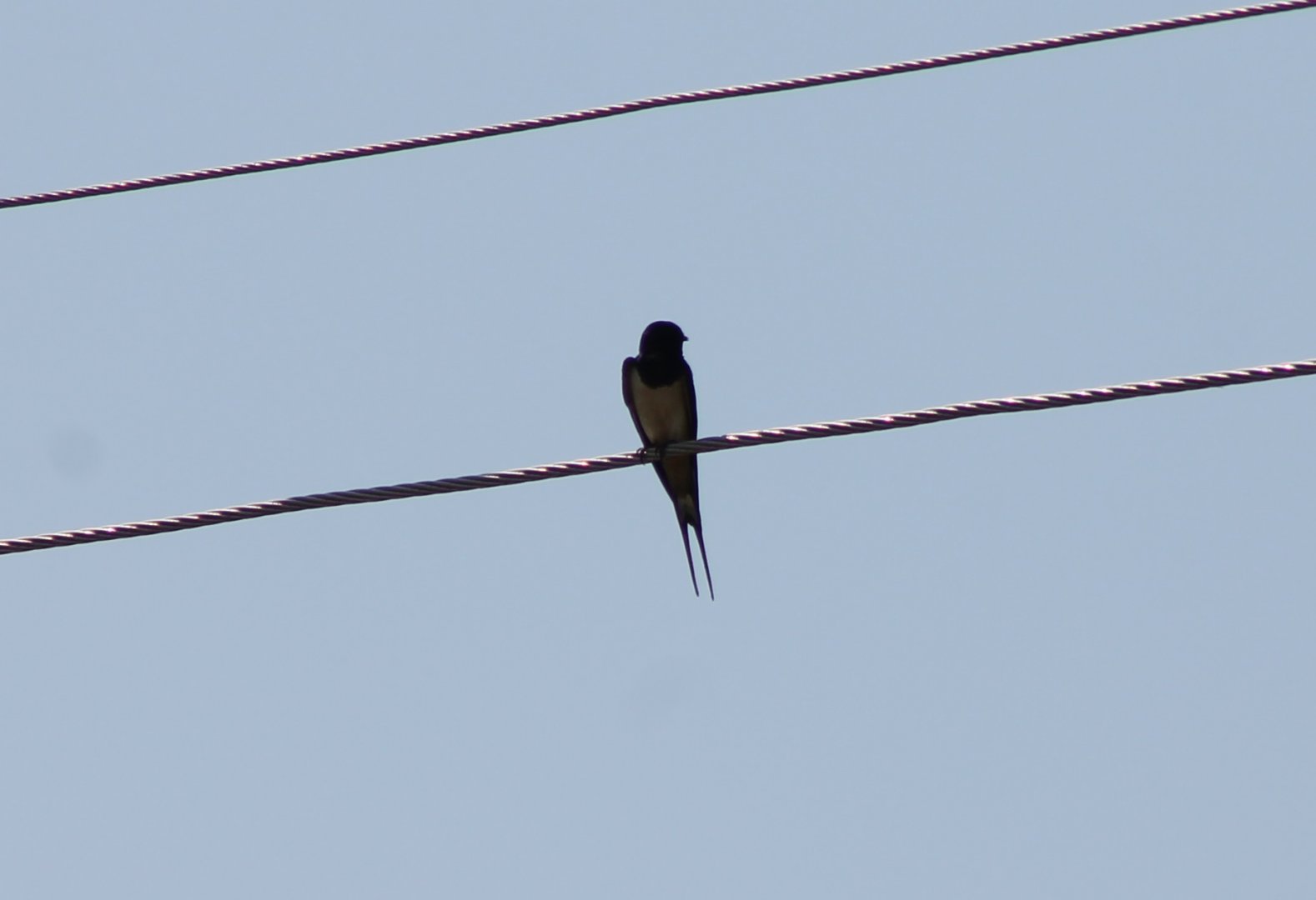 Barn swallow