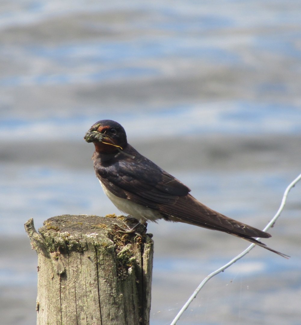 Barn Swallow