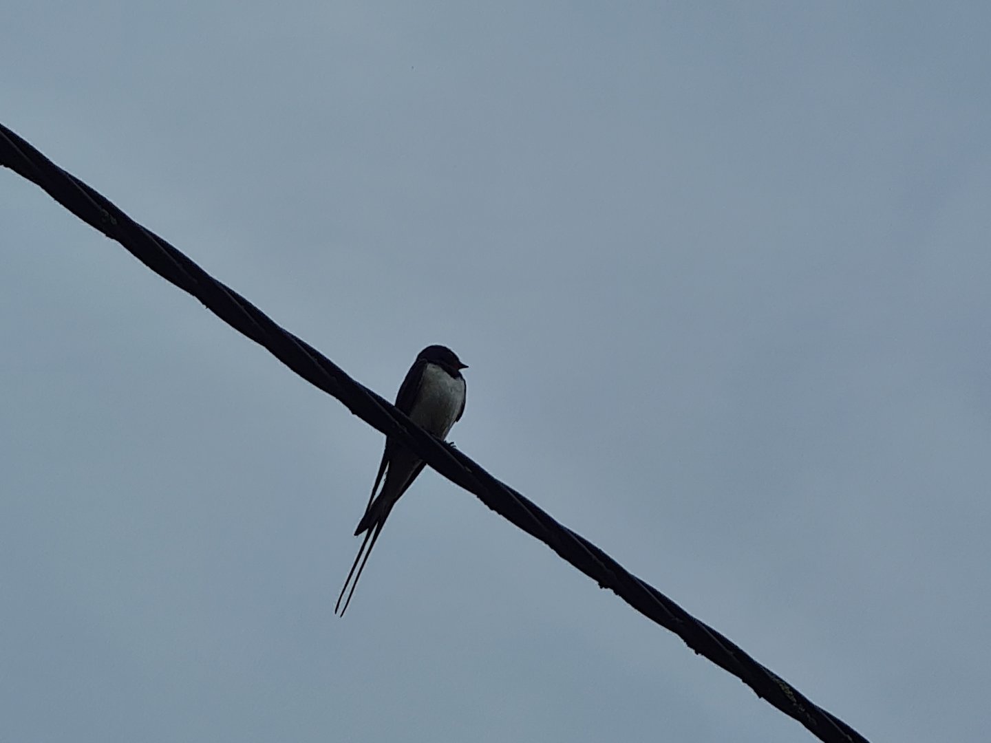 Barn swallow