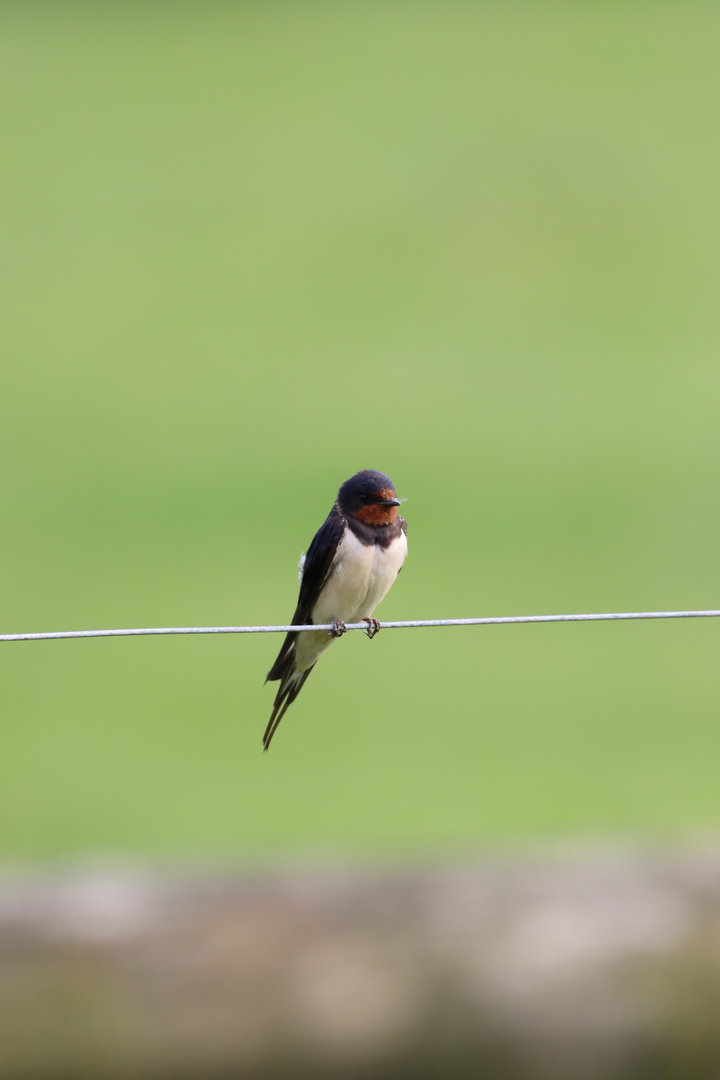 Barn Swallow