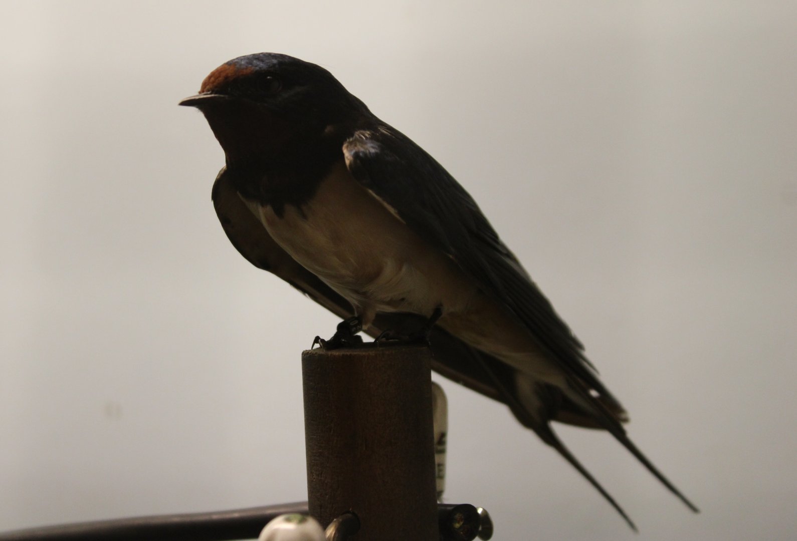Barn swallow