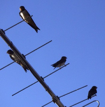 Barn Swallows (Hirundo rustica)