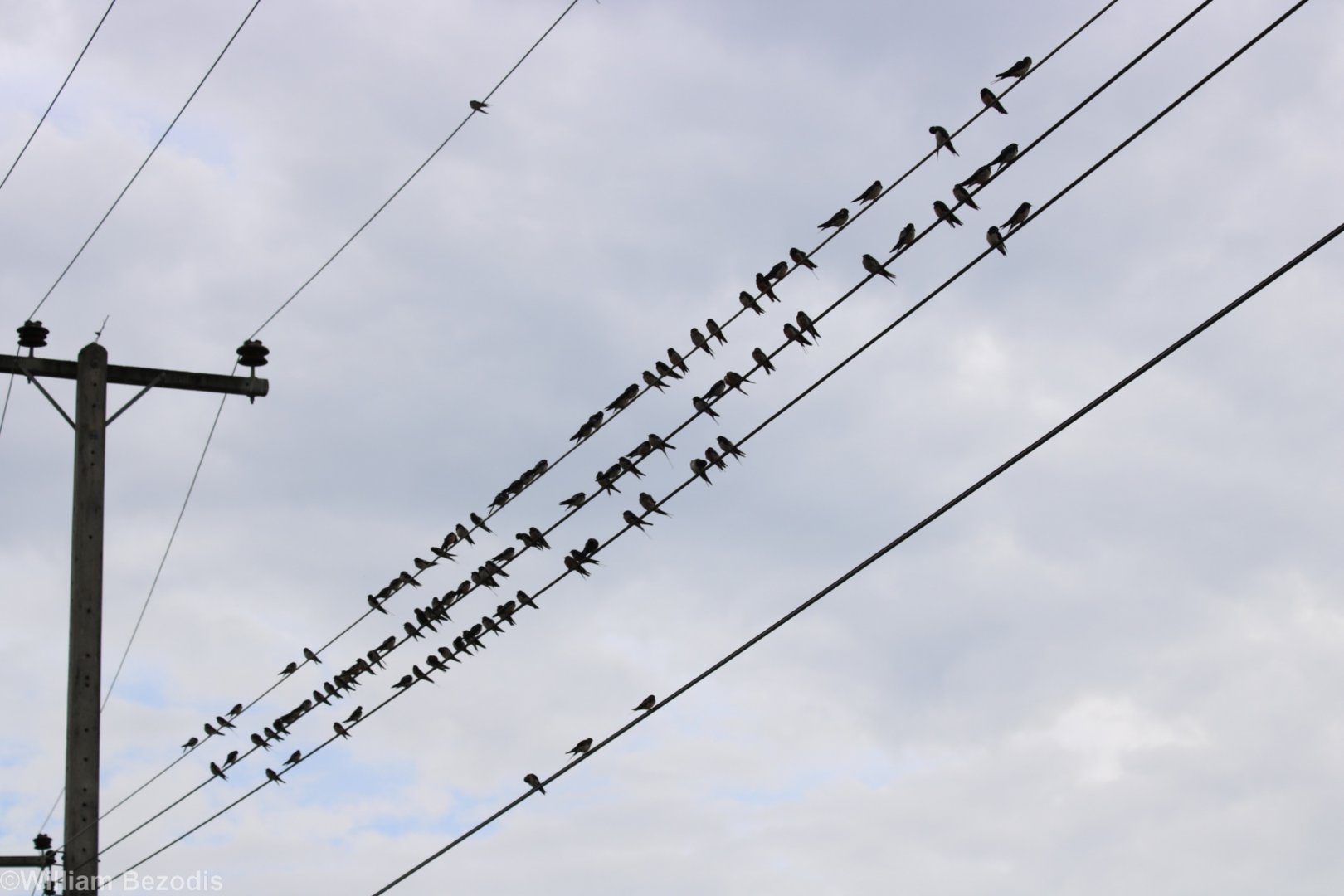 Barn Swallows - Near Kaeng Krachan National Park
