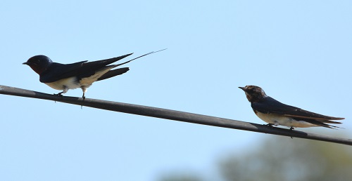 Barn swallows