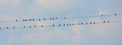 Barn swallows