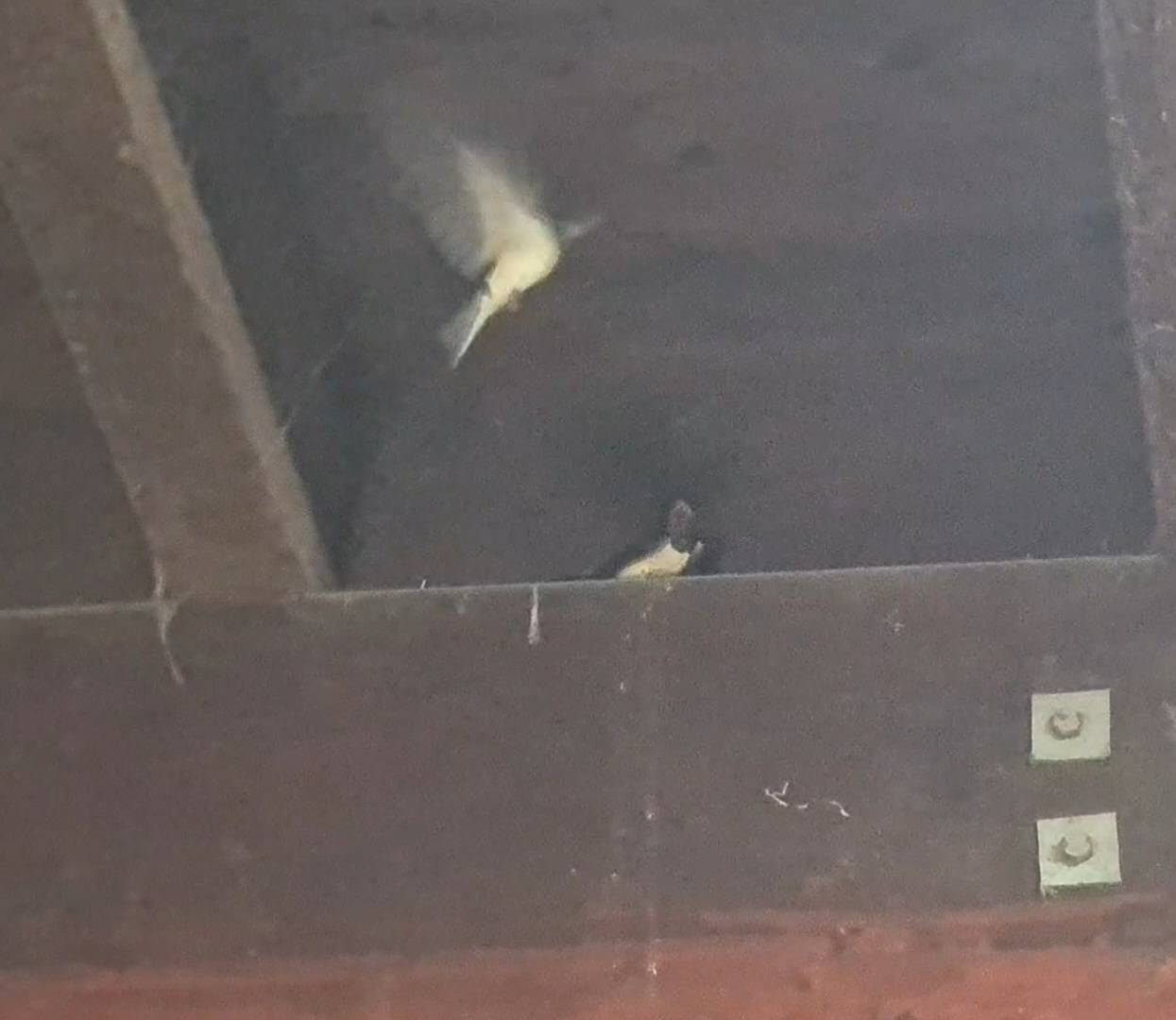 Barn swallows