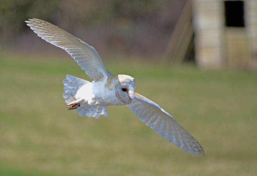BARN_OWL_-_HAWK_CON_07_04_2015_1770_