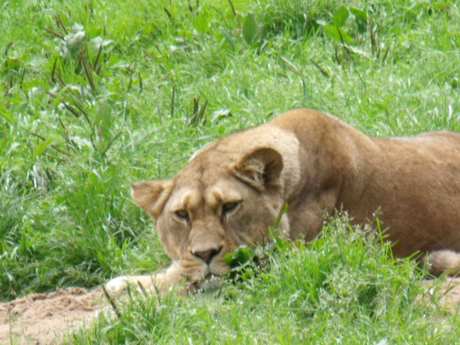 Barnaby lioness