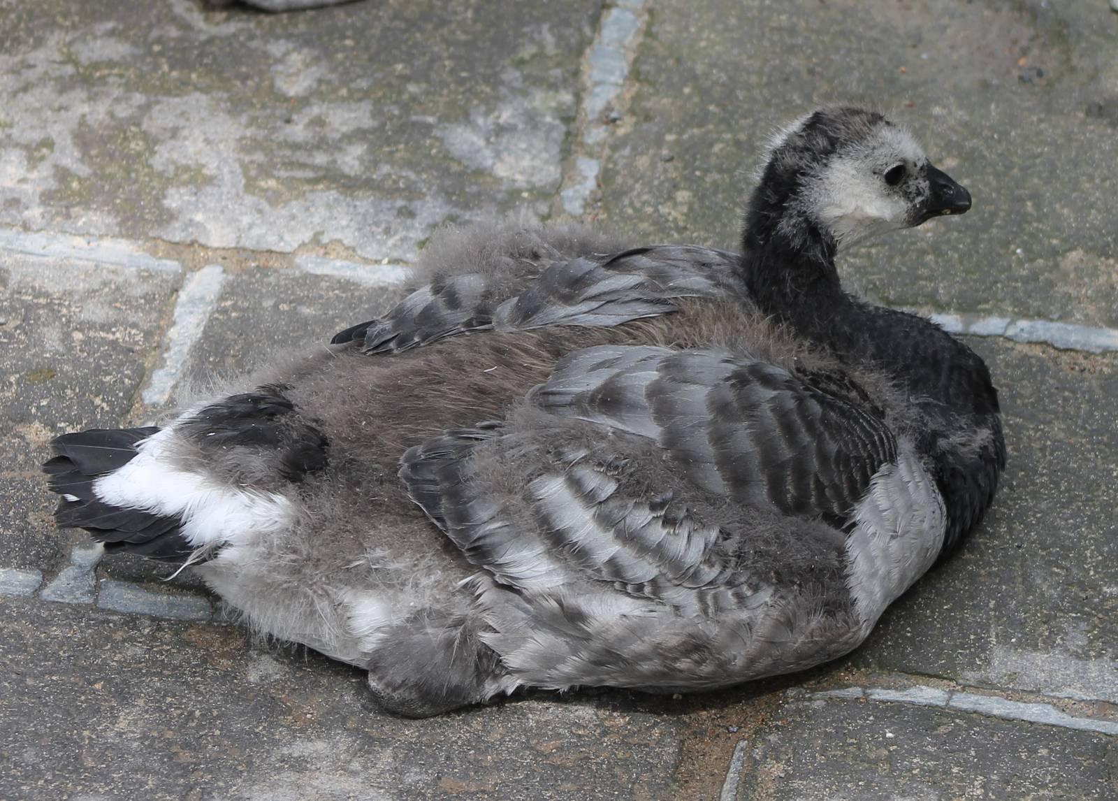 Barnackle goose young