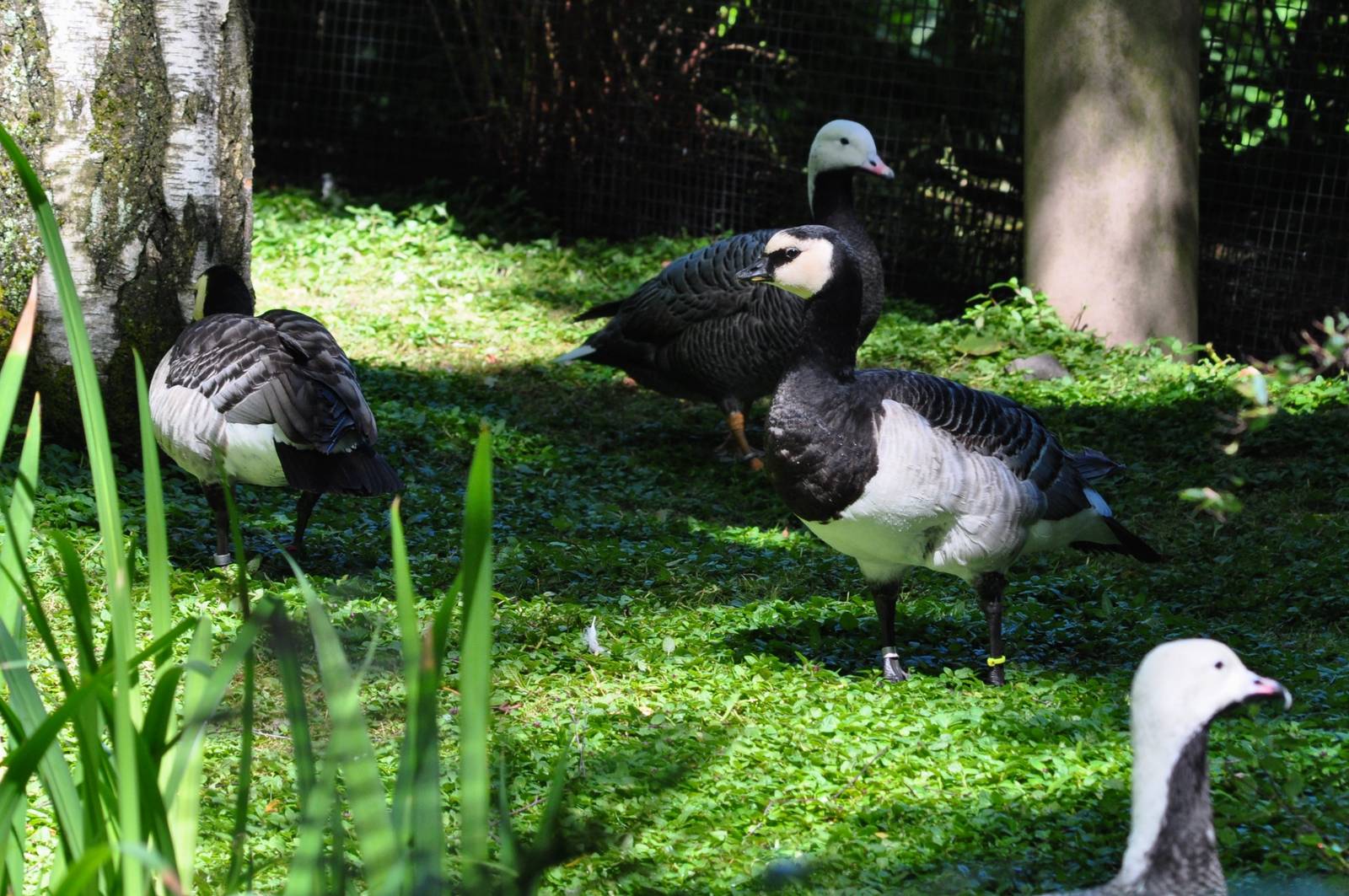 Barnacle and Emperor Geese