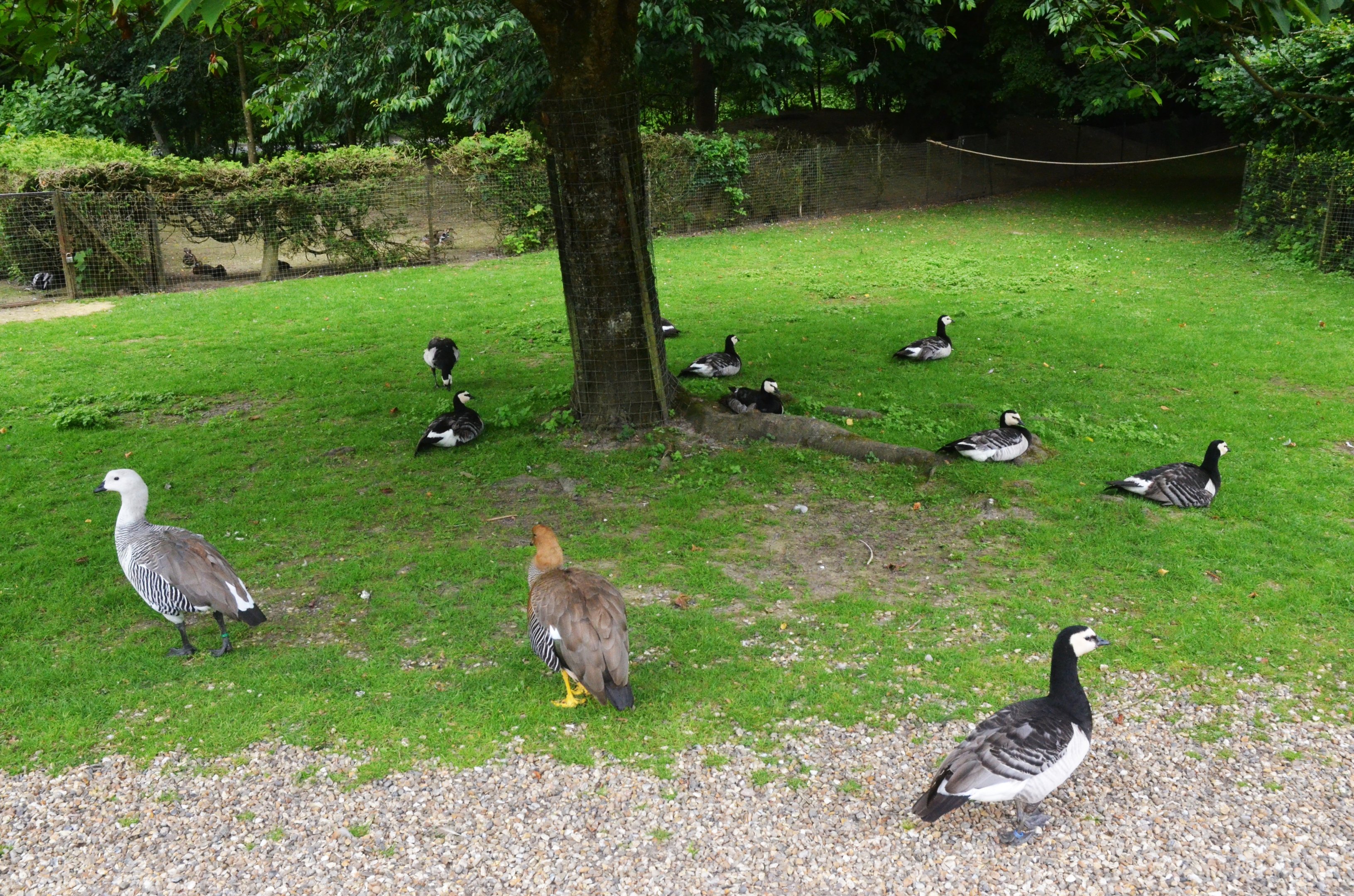 Barnacle and Upland Geese at Clères, 16/06/18