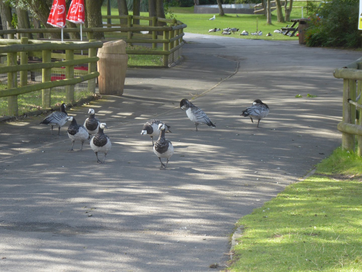 Barnacle geese 040817