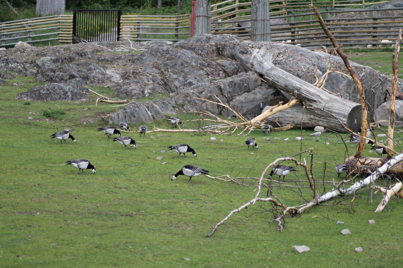 Barnacle geese (2015)