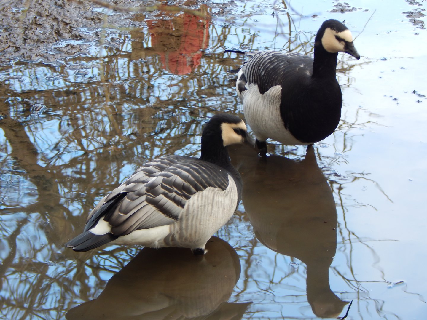 Barnacle geese 250222