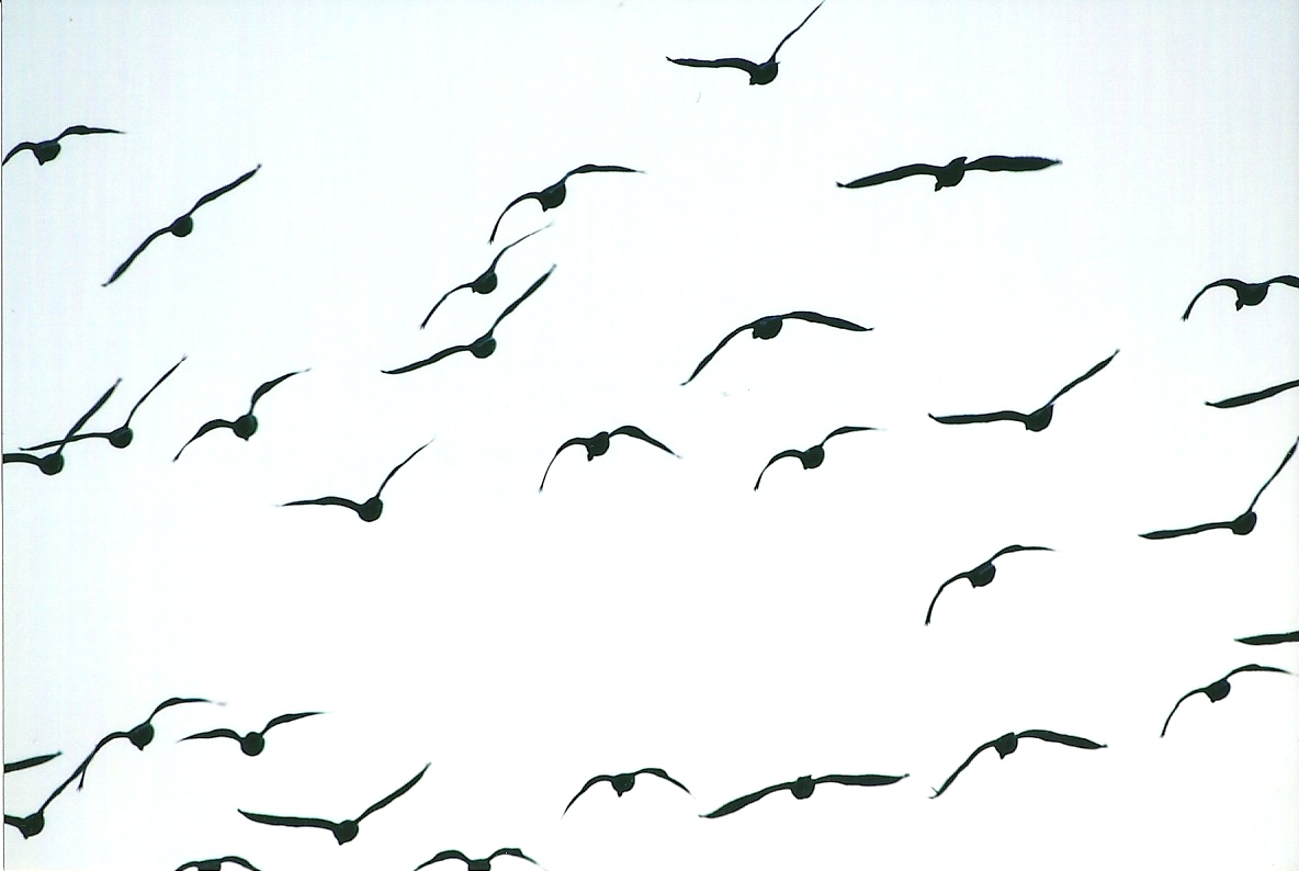 Barnacle Geese 27th December 2012