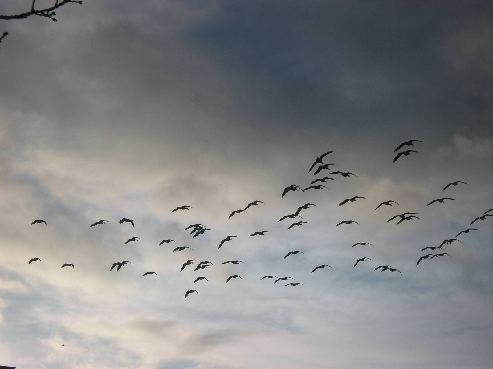 Barnacle Geese 4th January 2013