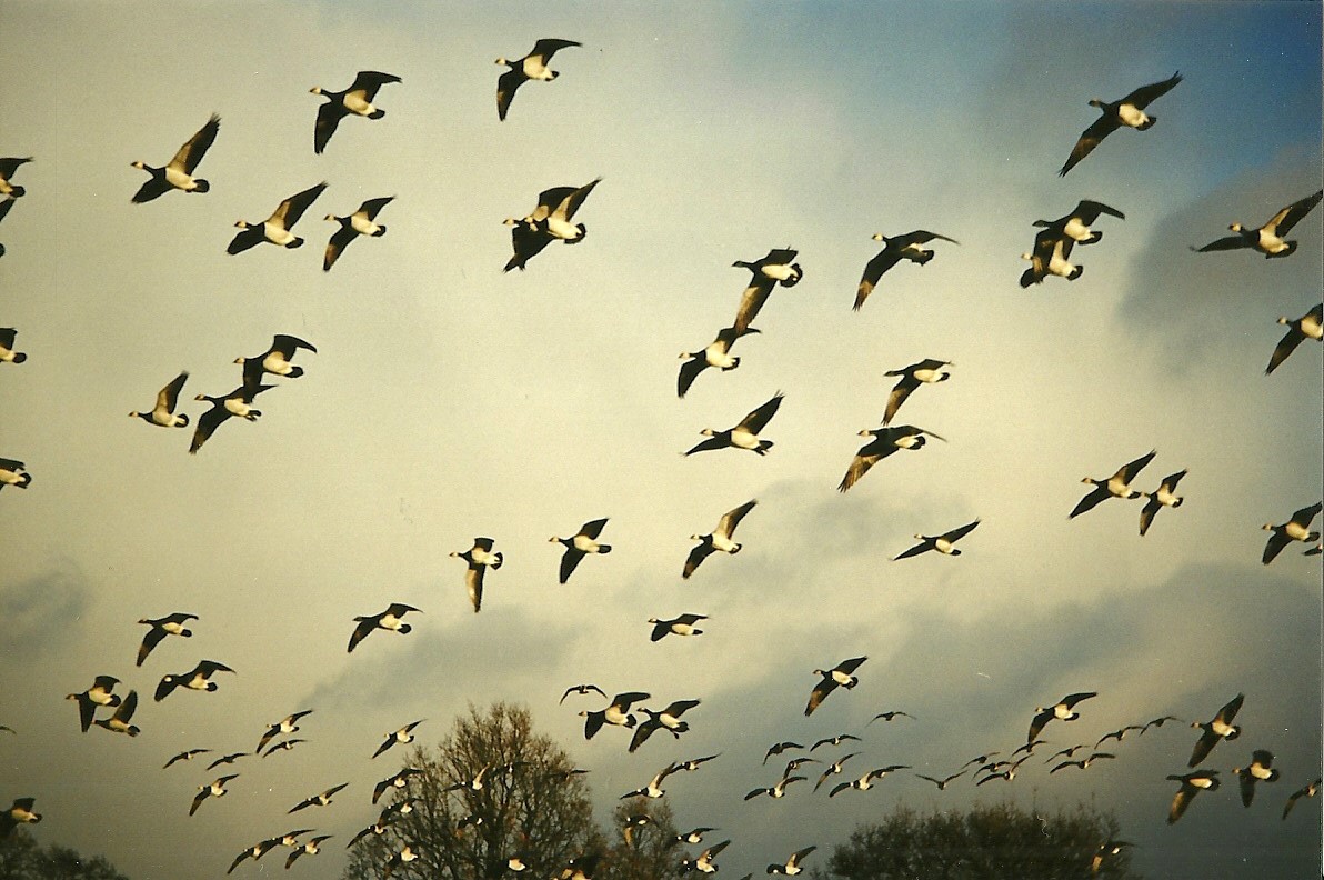 Barnacle Geese 5th December 1998