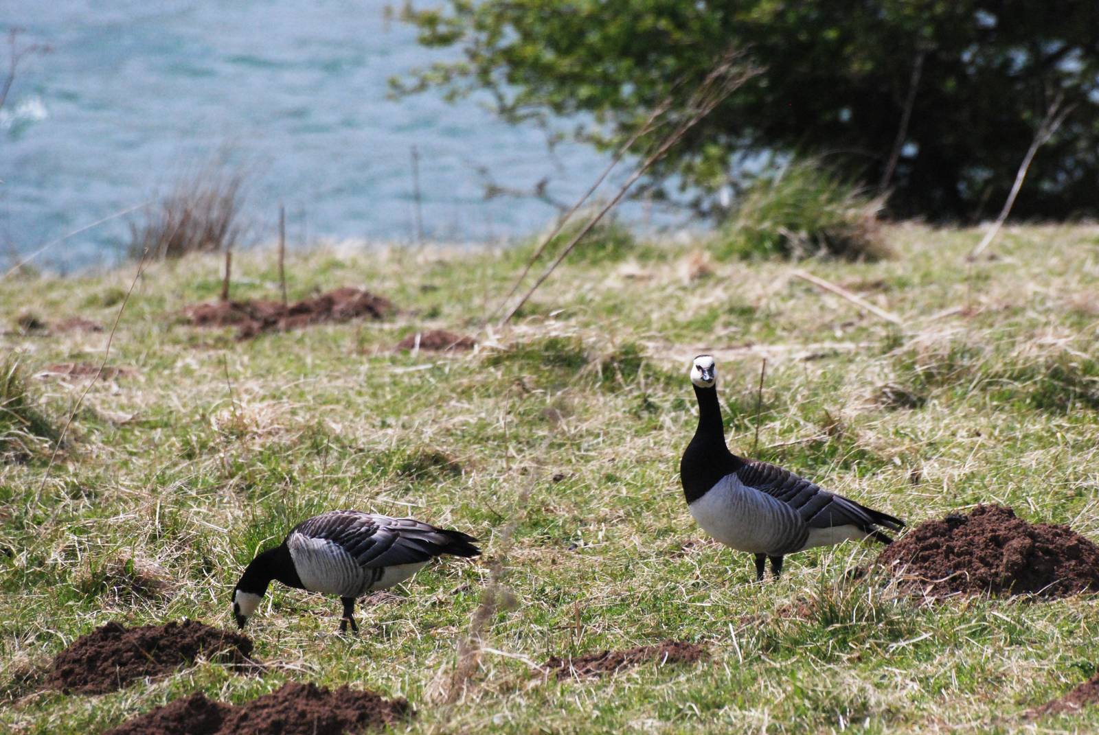 Barnacle Geese at Carsington, 27/05/13