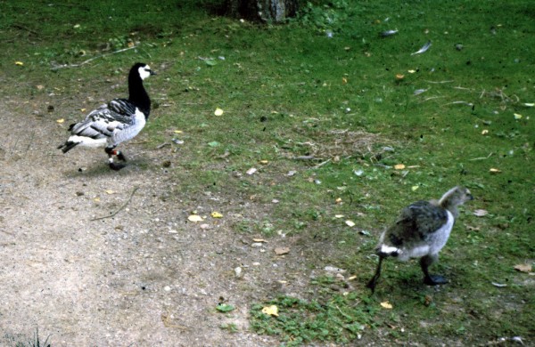 Barnacle geese (Branta leucopsis)