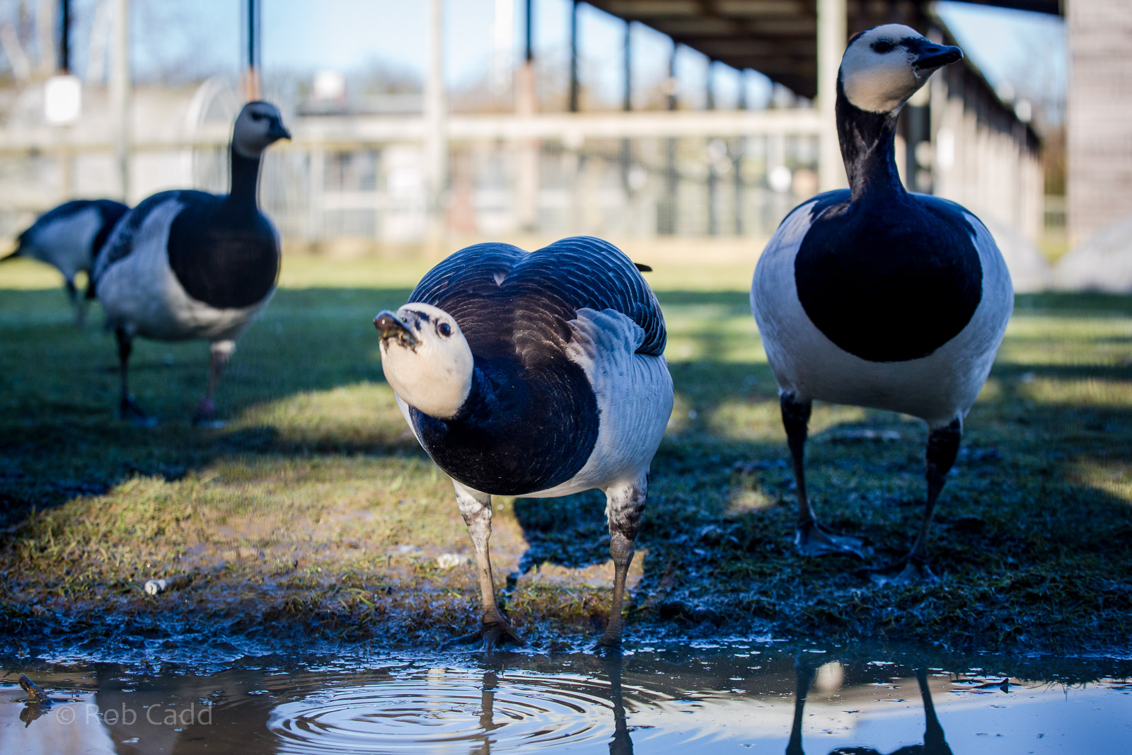 Barnacle geese : Hamerton : 18 Jan 2015