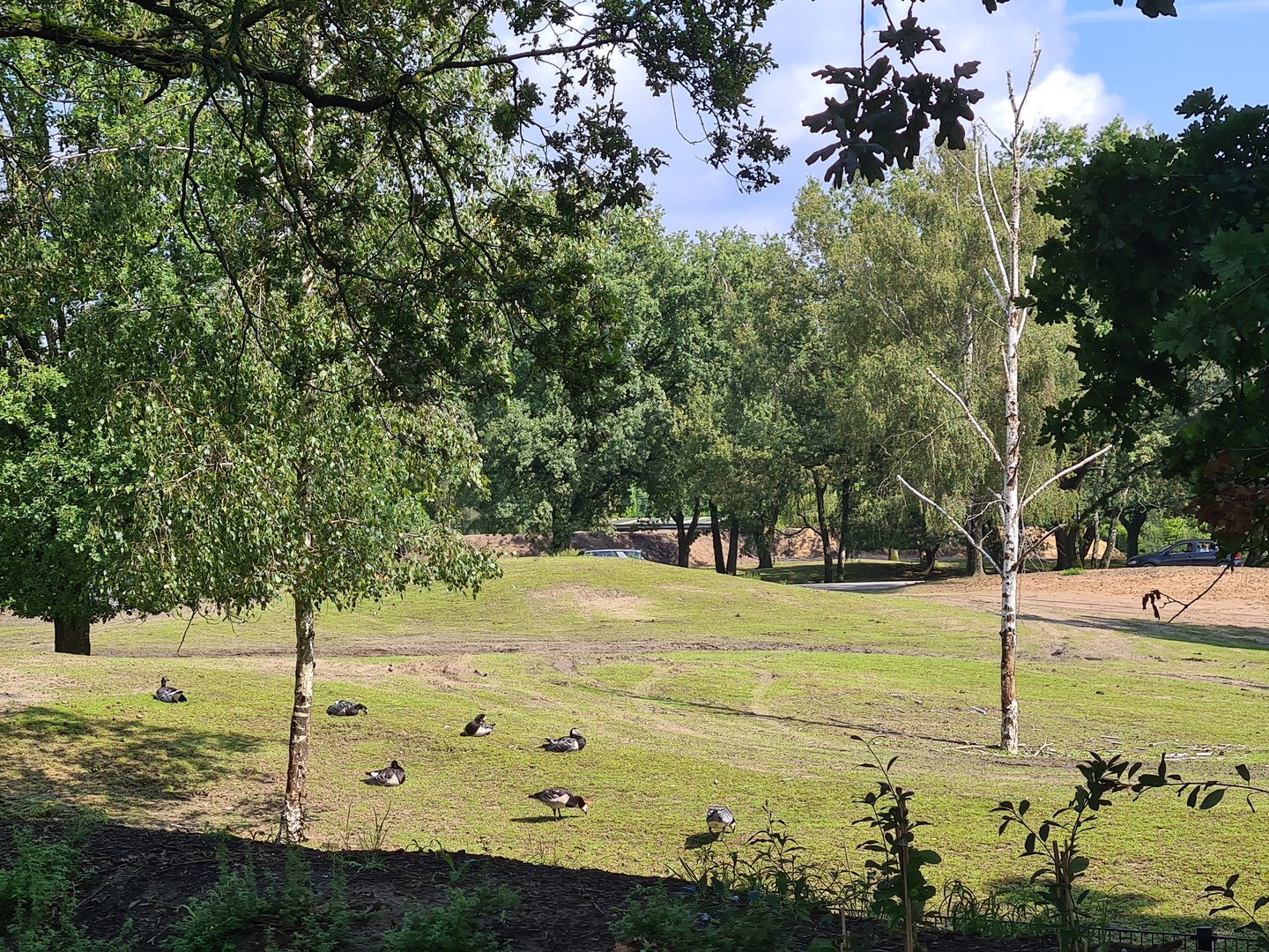 Barnacle geese in first Savannah paddock