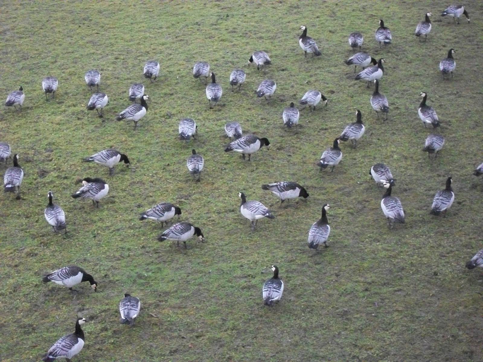 Barnacle Geese in Lost Kingdom paddock 27th December 2012