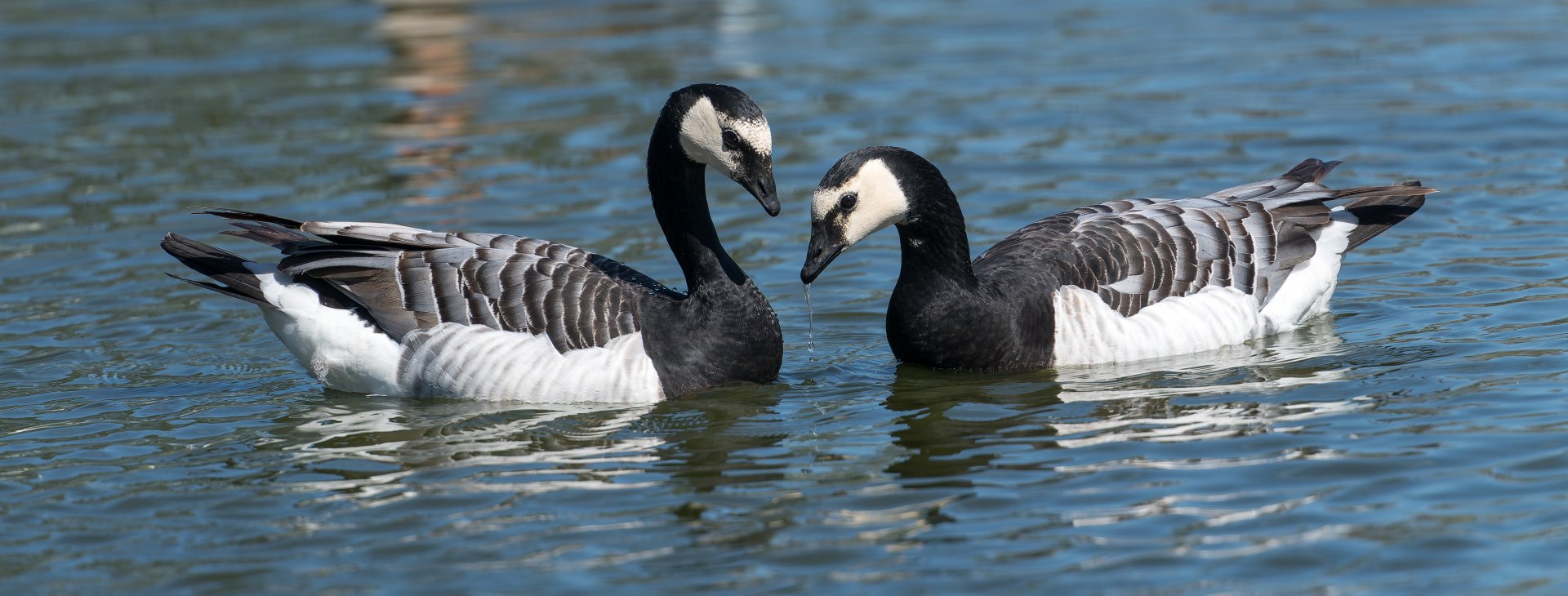 Barnacle Geese (wild) UK