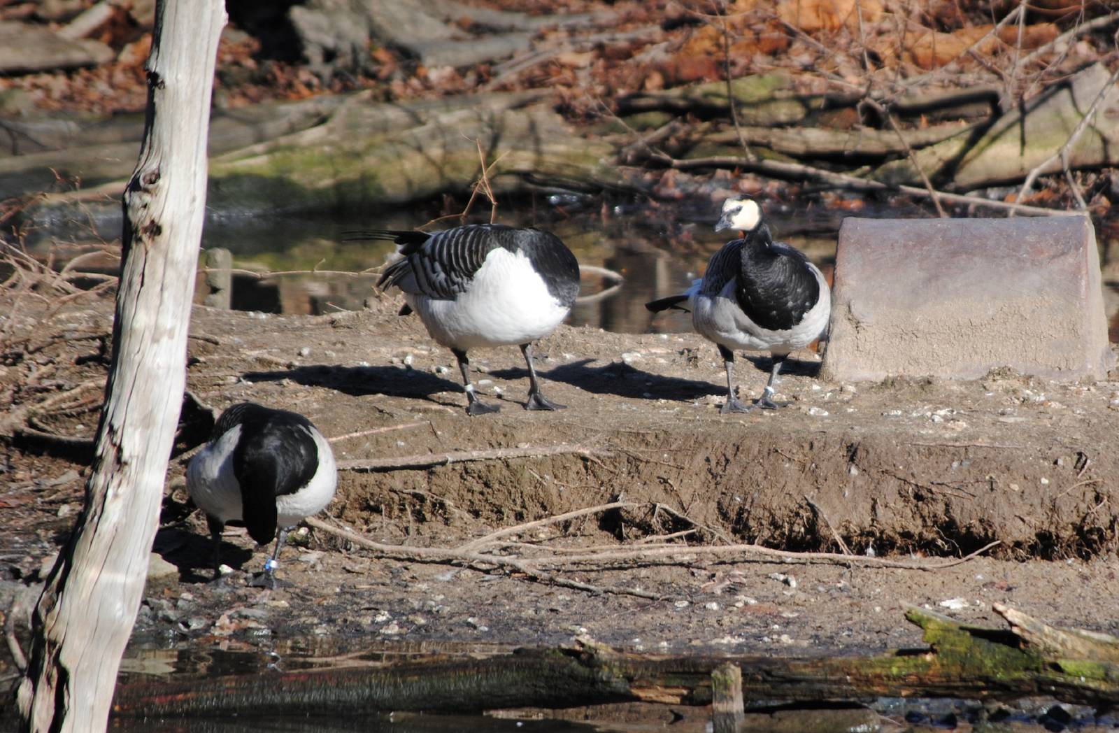 Barnacle Geese