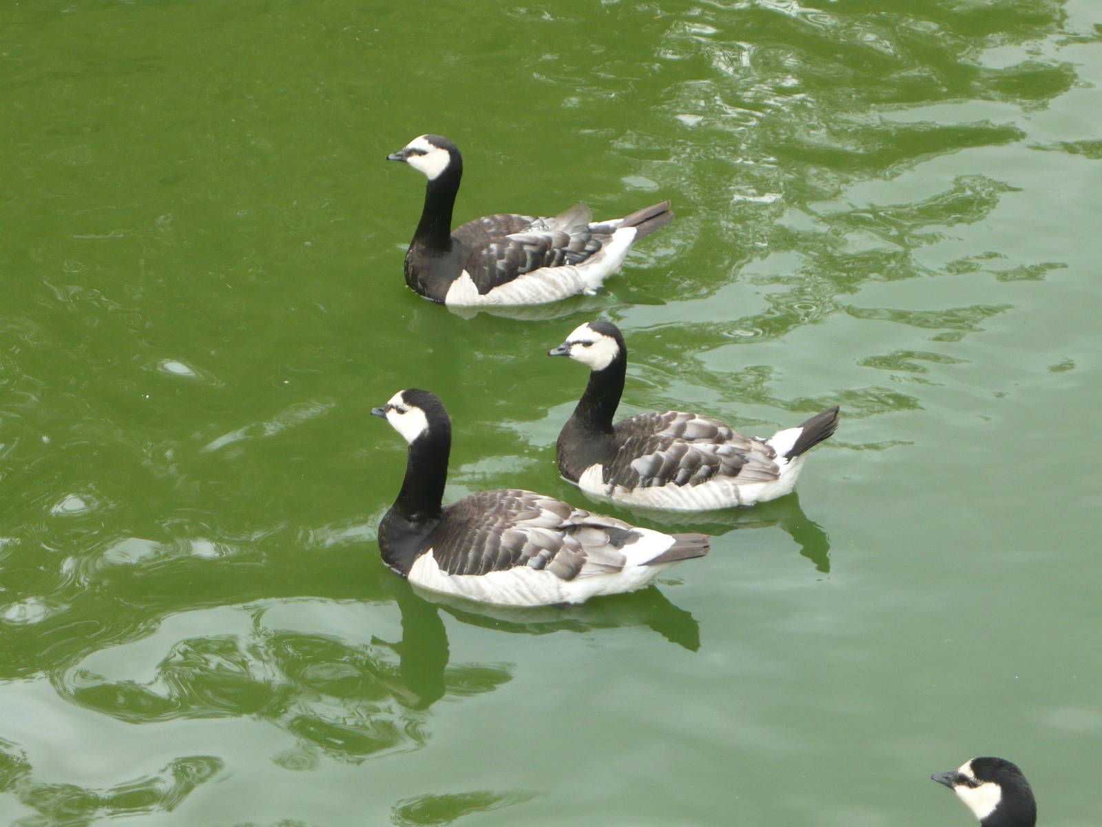 Barnacle geese