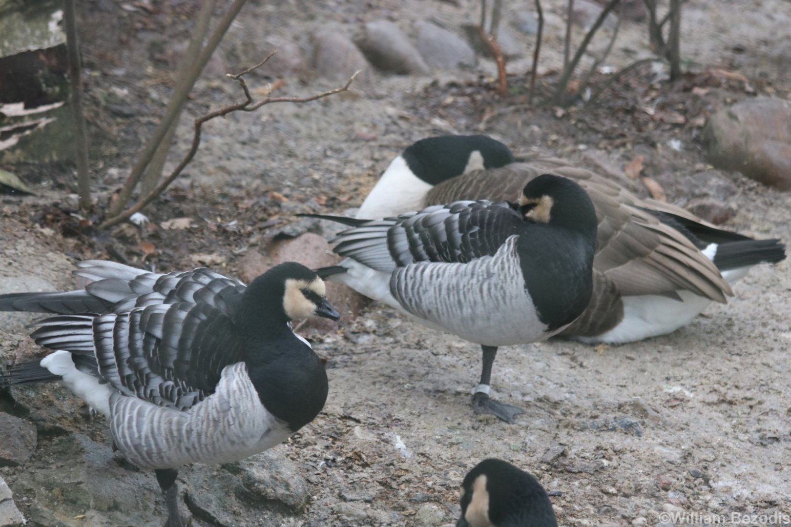 Barnacle Geese
