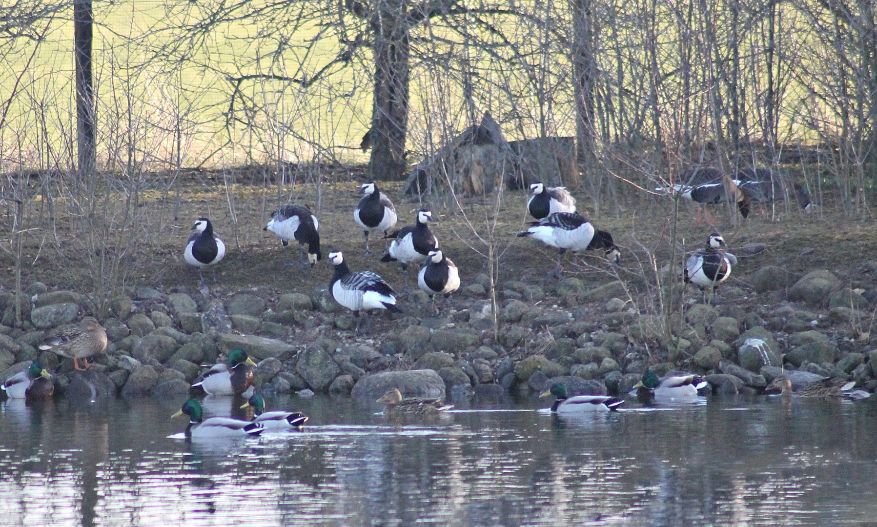 Barnacle geese