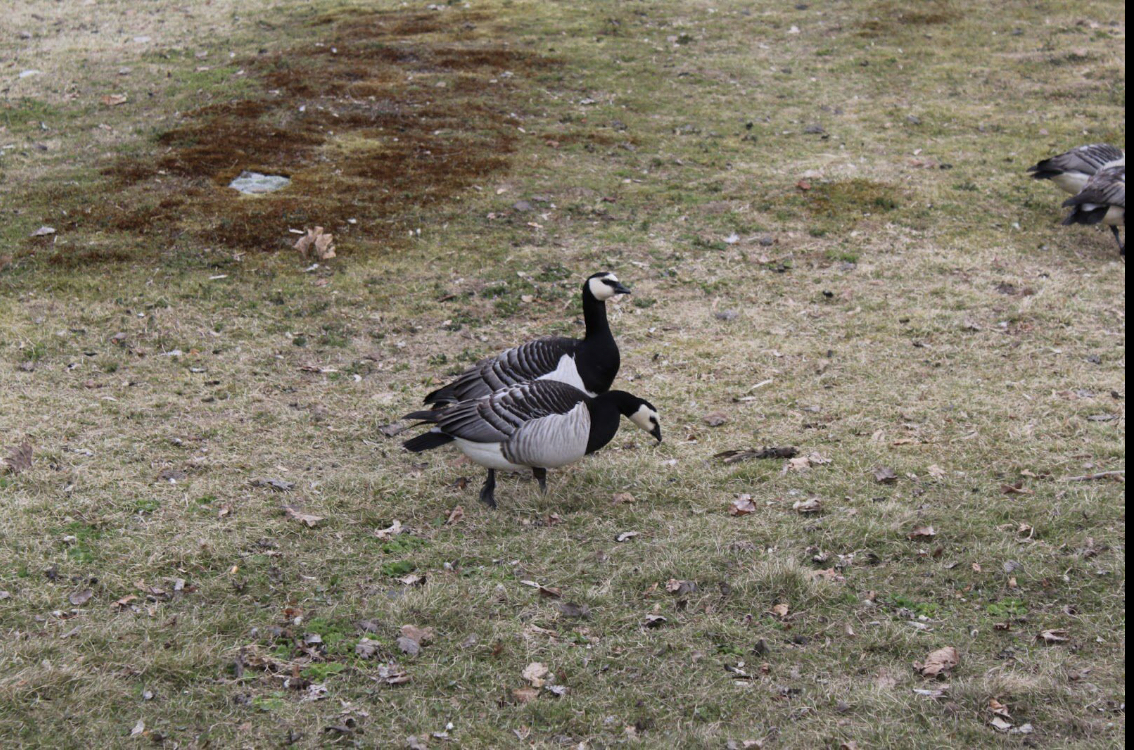 Barnacle geese
