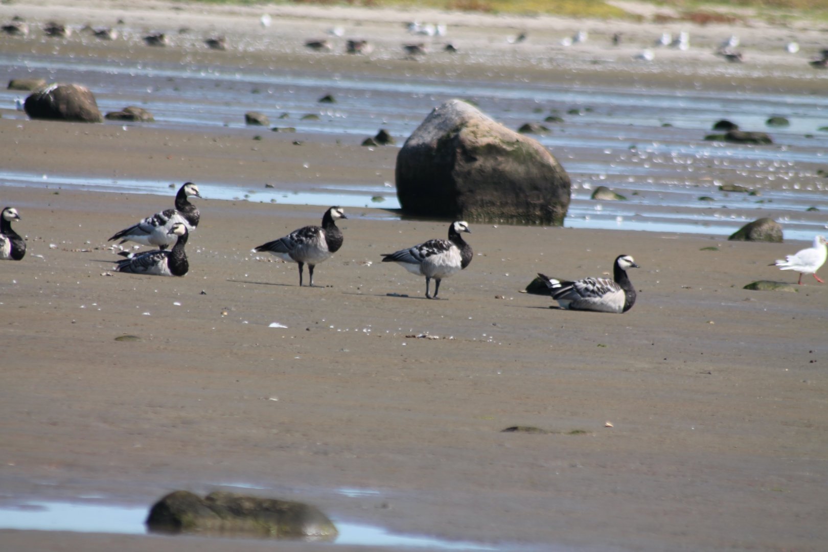 Barnacle geese
